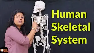 Human Skeletal System