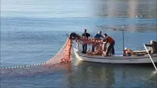 Yunustan Kaçan Balıklar Limana Sığınınca...