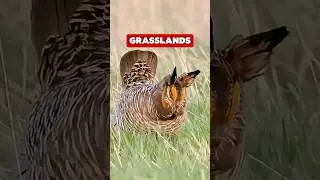 facts || these are amazing dances by  birds 