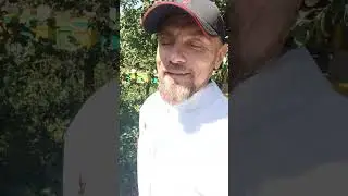 Отправка плодных маток Бакфаст,  плодных маток Карника.  Закрываю первый поток.