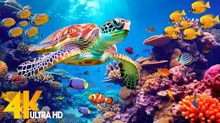 Under Red Sea 4K - Beautiful Coral Reef Fish in Aquarium, Sea Animals for Relaxation - 4K Video #1