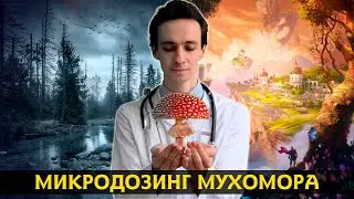 МУХОМОР🍄 Стоит ли им лечиться? 🧠 Самая полная информация от врача 👨‍⚕️ 2022