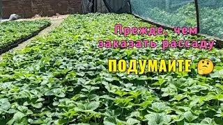 ‼️Информация для желающих приобрести саженцы клубники‼️⚠️
