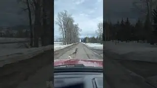 Whoa, watch out!!! Deer!!!￼