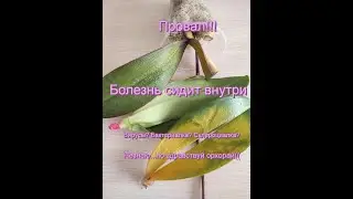 Скрытые болезни орхидей не дали шансов их  реанимировать! Вирус в орхе?Бактериалка?Что сидело внутри