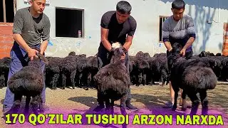 TOZZA TOJIKISTON XISORI QO'ZILARI 170 BOSH TUSHDI ZORLARI ARZON NARXDA SHOSHILING