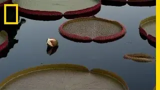 Night-Blooming Water Lily | National Geographic