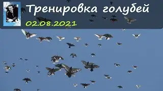 Тренировка голубей 02.08.2021 (Полная версия)