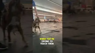 Consistency Is KEY When You're Training Your Dog