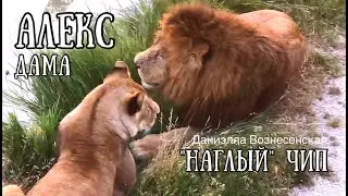ЧИП получил НАГОНЯЙ от АЛЕКСА и дамы!! Опять третий лишний. Тайган. Life of lions.Taigan.