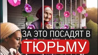 Ипомея трехцветная |8 ЛЕТ ТЮРЬМЫ ЗА ЭТО РАСТЕНИЕ | ВАЖНАЯ НОВОСТЬ!!! ИПОМЕЯ ТРЕХЦВЕТНАЯ ПОД ЗАПРЕТОМ