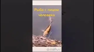 Рыба с лицом человека | Видео из WhatsApp