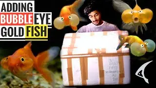 Unboxing & Adding Bubble Eye Gold Fish