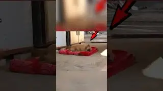 Это видео согреет ваше сердце 🥺❤️‍🩹 
