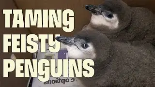 Hope for Penguins | FULL DOCUMENTARY | The Great Penguin Rescue | @UltimateNatureDocs