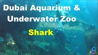 Dubai Aquarium & Underwater Zoo - Shark [2016]