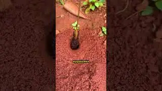 Гениальный трюк по охоте на насекомых