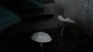 ¿Cómo se llama este hongo silvestre pequeño blanco de El Salvador?