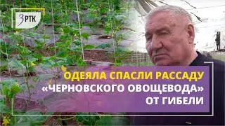 Одеяла спасли рассаду «Черновского овощевода» от гибели