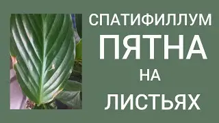 ПЯТНА на листьях спатифиллума. Причины. Пересадка методом перевалки.