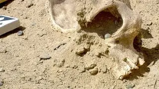 Was This Ancient Egyptian Site The World's First Zoo?
