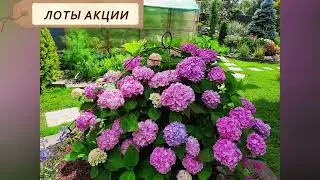 Готовимся к садовому сезону 2024 с Qgarden. Большой совместный заказ.