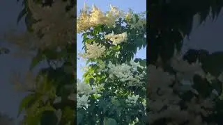 Japanese Lilac... beautiful strudy trees...flowers so lovely so transient...