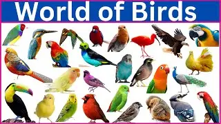 Birds Around the World || 220 Birds Name and Picture