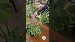 variegated monstera! Finally!!! 