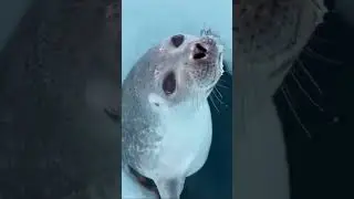 ¿Sabías que las fosas nasales de las focas evitan que entre agua en sus pulmones🐾 #DatoCurioso #fyp