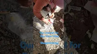woman slaughter duck under feet....for buy more video connect our channel on telegram