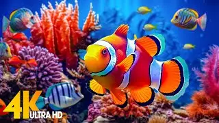 Aquarium 4K VIDEO (ULTRA HD) 🐠 Beautiful Coral Reef Fish - Relaxing Sleep Meditation Music
