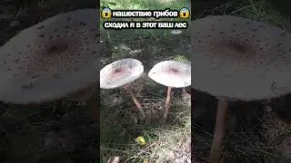 😱НАШЕСТВИЕ ГРИБОВ 2023😱 сходил я в этот ваш лес 