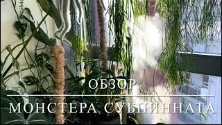 [ОБЗОР] Монстера Субпинната, Которую Мы Сажали Вместе 🌿🌿🌿