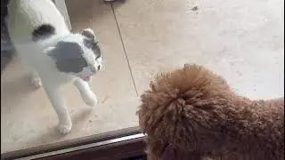 #catsanddogslove kedi köpeğime saldırıyor:( her sene mayıs gibi bahçemde dogum yapan kedicik)