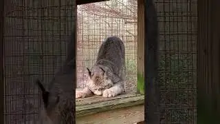 PAWS and CLAWS + Happy Cats = Repairs Needed