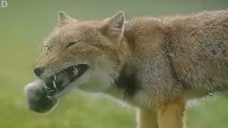 #ذئب_ماكر