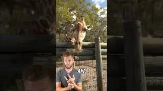 Drive-Thru Safari in Florida: Giraffe Ranch