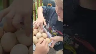 Egg Counting #canadianhomesteaders #offgridliving