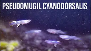 PSEUDOMUGIL CYANODORSALIS -  Neon Blue-eye rainbow fish