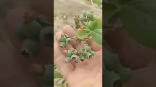 Легаси - отличный сорт голубики для юга