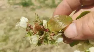 Контроль ягодной нагрузки куста голубики.