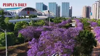 Blooming jacaranda trees flank a river like an elegant purple belt in Kunming, SW China's Yunnan