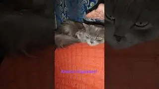 Алиса отдыхает готовится спать! 😺