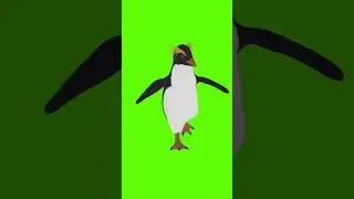 Penguin run 