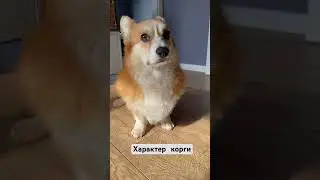 Собачья жизнь🤍#shorts #корги #dog #animals #puppylife