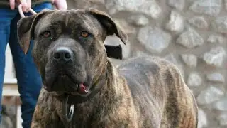 AMERICAN BANDOGGE MASTIFFS ARE TAGGED AND HANGED UNDER THE WORKING PIT BULLDOGS.