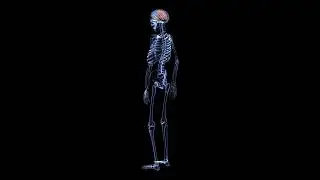 Skeletal and Brain Rotate Animation Black Screen Video Footage