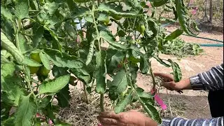 Дальнейшая формировка томатов. Удаление листвы.