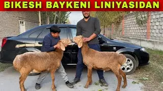 FARHODJONGA BIKESH BAYKINI LINIYASIDAN SOVLIQ QOCHQORLAR KELDI